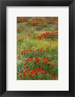 Framed Red Poppy Field in Central Turkey during springtime bloom