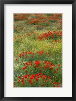 Framed Red Poppy Field in Central Turkey during springtime bloom