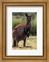 Framed Western Grey Kangaroo in its Brown Phase, Australia
