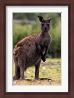 Framed Western Grey Kangaroo in its Brown Phase, Australia