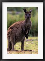 Framed Western Grey Kangaroo in its Brown Phase, Australia