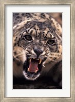 Framed Tibet, Snow Leopard, captive