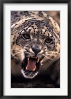 Framed Tibet, Snow Leopard, captive