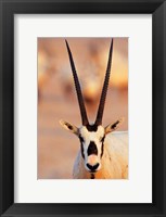 Framed Arabian Oryx wildlife on Sir Bani Yas Island, UAE