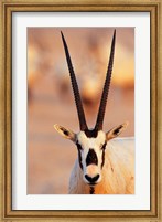 Framed Arabian Oryx wildlife on Sir Bani Yas Island, UAE