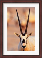 Framed Arabian Oryx wildlife on Sir Bani Yas Island, UAE