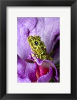 Framed Close-up of mossy tree frog on flower, Vietnam