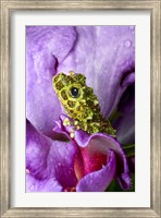 Framed Close-up of mossy tree frog on flower, Vietnam