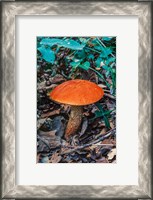 Framed Orange Wild Mushroom