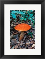 Framed Orange Wild Mushroom