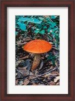 Framed Orange Wild Mushroom