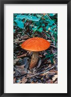 Framed Orange Wild Mushroom