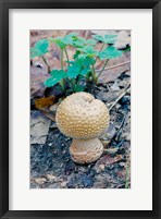 Framed Wild Mushroom Growing in Forest