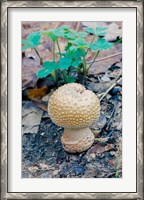 Framed Wild Mushroom Growing in Forest