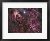 Framed Northern Cygnus