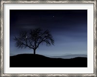 Framed Tree and the Moon
