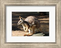Framed Kangaroo, Taronga Zoo, Sydney, Australia