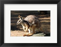 Framed Kangaroo, Taronga Zoo, Sydney, Australia