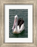 Framed Pelican, Sydney Harbor, Australia