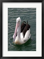 Framed Pelican, Sydney Harbor, Australia
