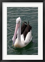 Framed Pelican, Sydney Harbor, Australia