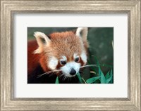 Framed Red Panda, Taronga Zoo, Sydney, Australia