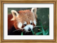 Framed Red Panda, Taronga Zoo, Sydney, Australia