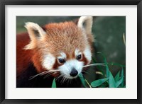 Framed Red Panda, Taronga Zoo, Sydney, Australia