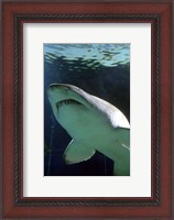 Framed Shark at Manly Aquarium, Sydney, Australia