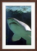 Framed Shark at Manly Aquarium, Sydney, Australia