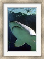 Framed Shark at Manly Aquarium, Sydney, Australia