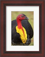 Framed Australian Brush-Turkey, Australia