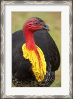 Framed Australian Brush-Turkey, Australia