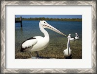 Framed Australian Pelican, Australia