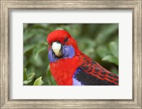 Framed Crimson Rosellas, O'Reilly's Rainforest, Lamington National Park, Queensland, Australia