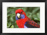 Framed Crimson Rosellas, O'Reilly's Rainforest, Lamington National Park, Queensland, Australia