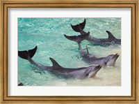 Framed Dolphins, Sea World, Gold Coast, Queensland, Australia