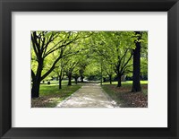 Framed Pathway and Trees, Kings Domain, Melbourne, Victoria, Australia
