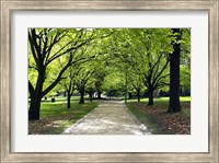 Framed Pathway and Trees, Kings Domain, Melbourne, Victoria, Australia