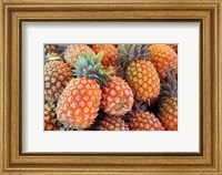 Framed Pineapples, Sunshine Coast, Queensland, Australia