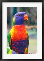 Framed Rainbow Lorikeet, Australia (side view)