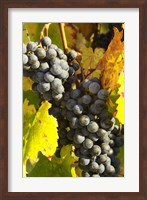 Framed Red Grapes, Boynton's of Bright Vineyard, near Bright, Victoria, Australia