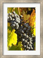 Framed Red Grapes, Boynton's of Bright Vineyard, near Bright, Victoria, Australia