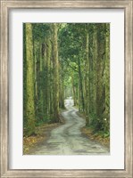 Framed Road through Rainforest, Lamington National Park, Gold Coast Hinterland, Queensland, Australia