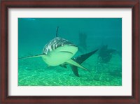 Framed Shark, Sea World, Gold Coast, Queensland, Australia