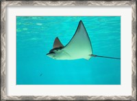 Framed Sting Ray, Sea World, Gold Coast, Queensland, Australia