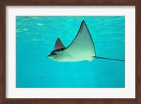 Framed Sting Ray, Sea World, Gold Coast, Queensland, Australia