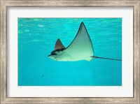 Framed Sting Ray, Sea World, Gold Coast, Queensland, Australia