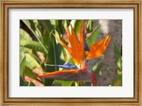 Framed Bird-of-Paradise Flower, Sunshine Coast, Queensland, Australia