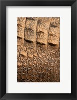 Framed Detail of Crocodile Skin, Australia